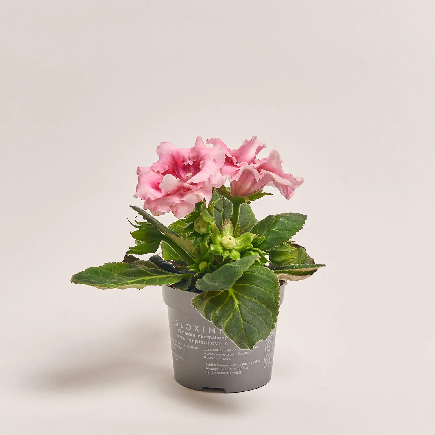 Зображення товару Глоксинія Соната мікс, артикул: 24651