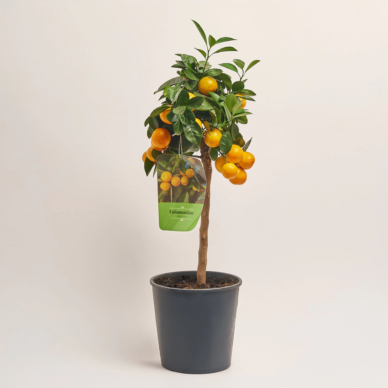 Зображення товару Цитрофортунелла мікрокарпа, артикул: 39096