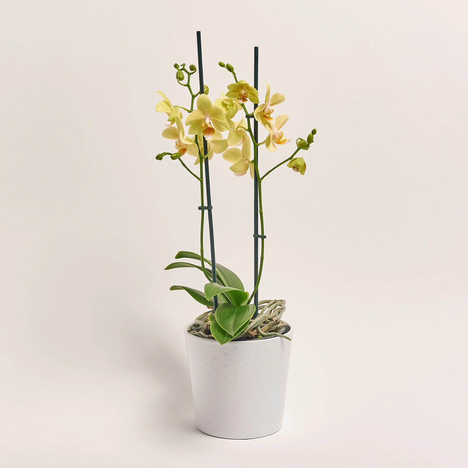 Фаленопсис мультифлора 2ст. мікс в кер., артикул: 53068 Зображення товару Фаленопсис мультифлора 2ст. мікс в кер., артикул: 53068