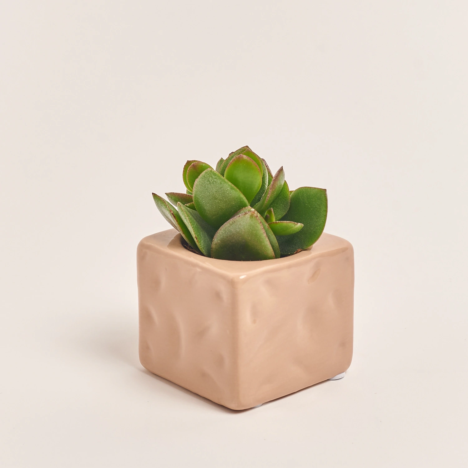 Зображення товару Сукулент мікс в кер., артикул: 22213