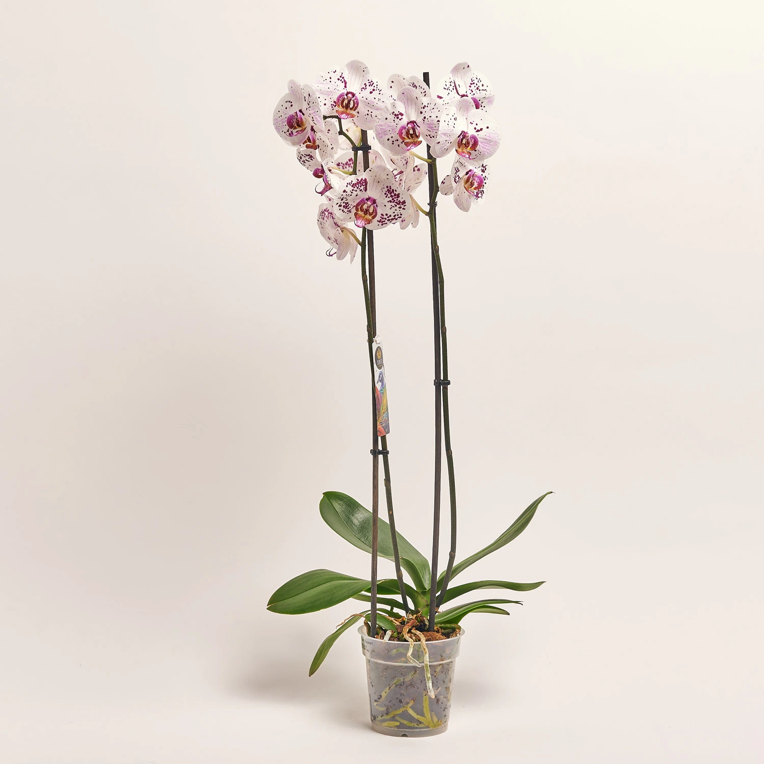 Зображення товару Фаленопсис 2ст. мікс, артикул: 19290