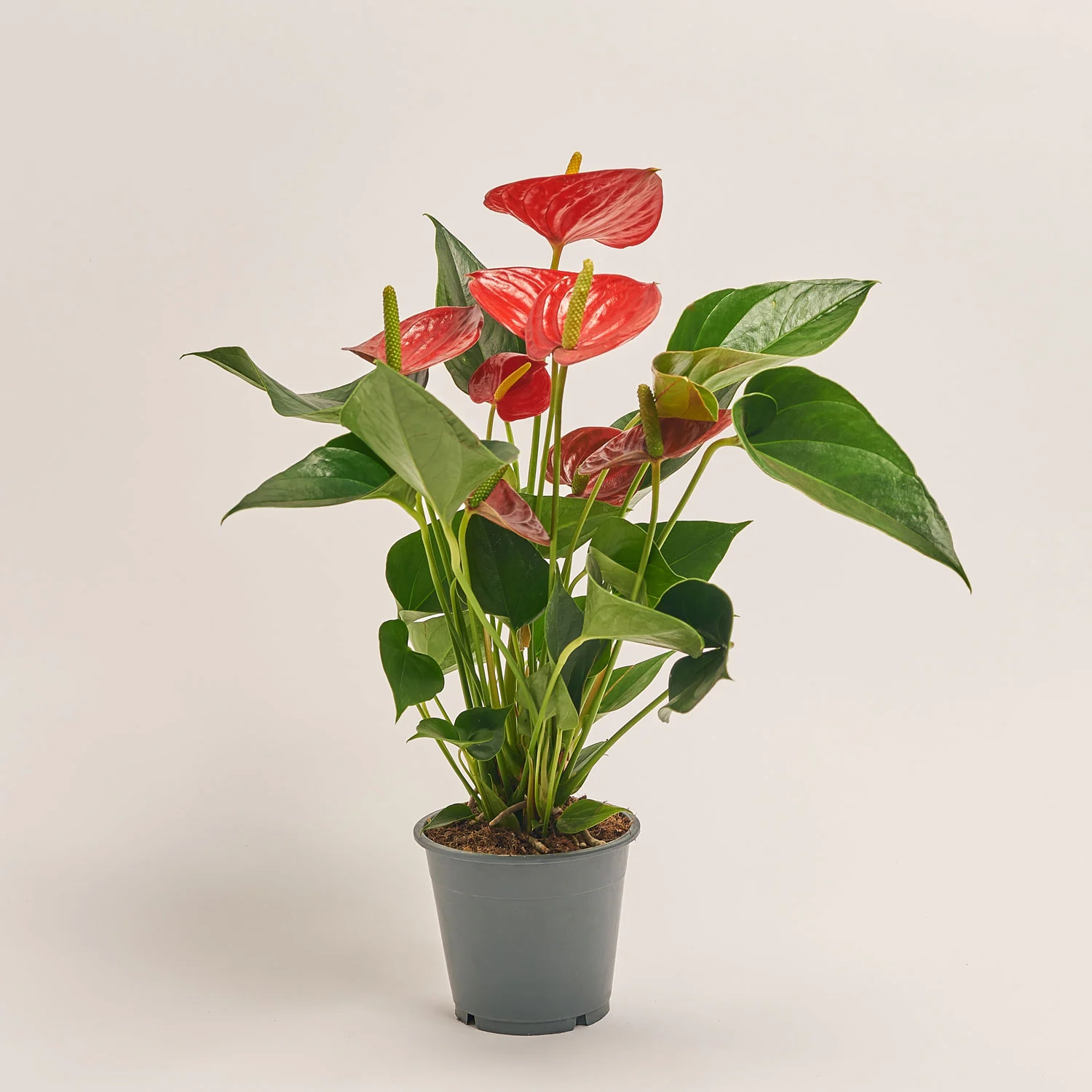 Зображення товару Антуріум Даймонд Ред, артикул: 26733