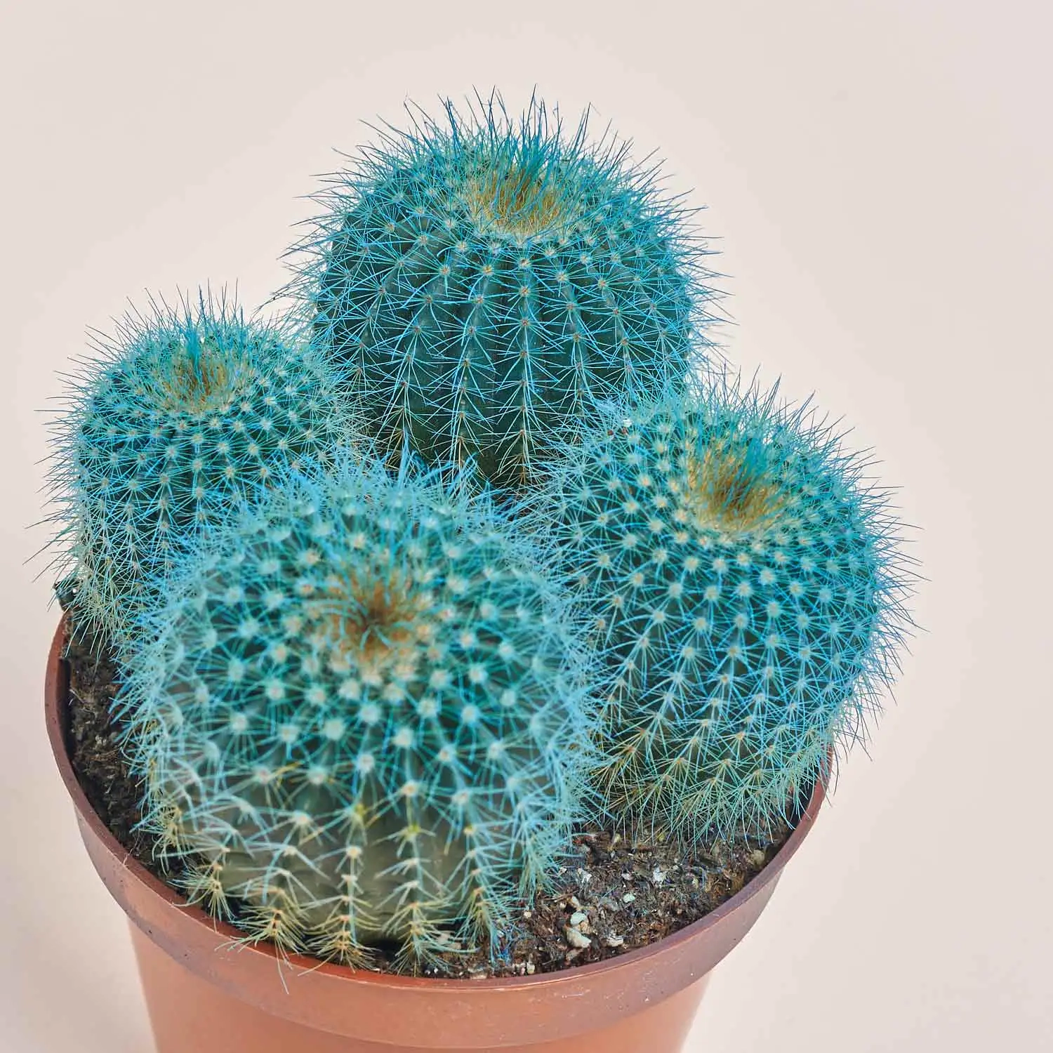 Зображення товару Кактус Рейнбов, артикул: 4792