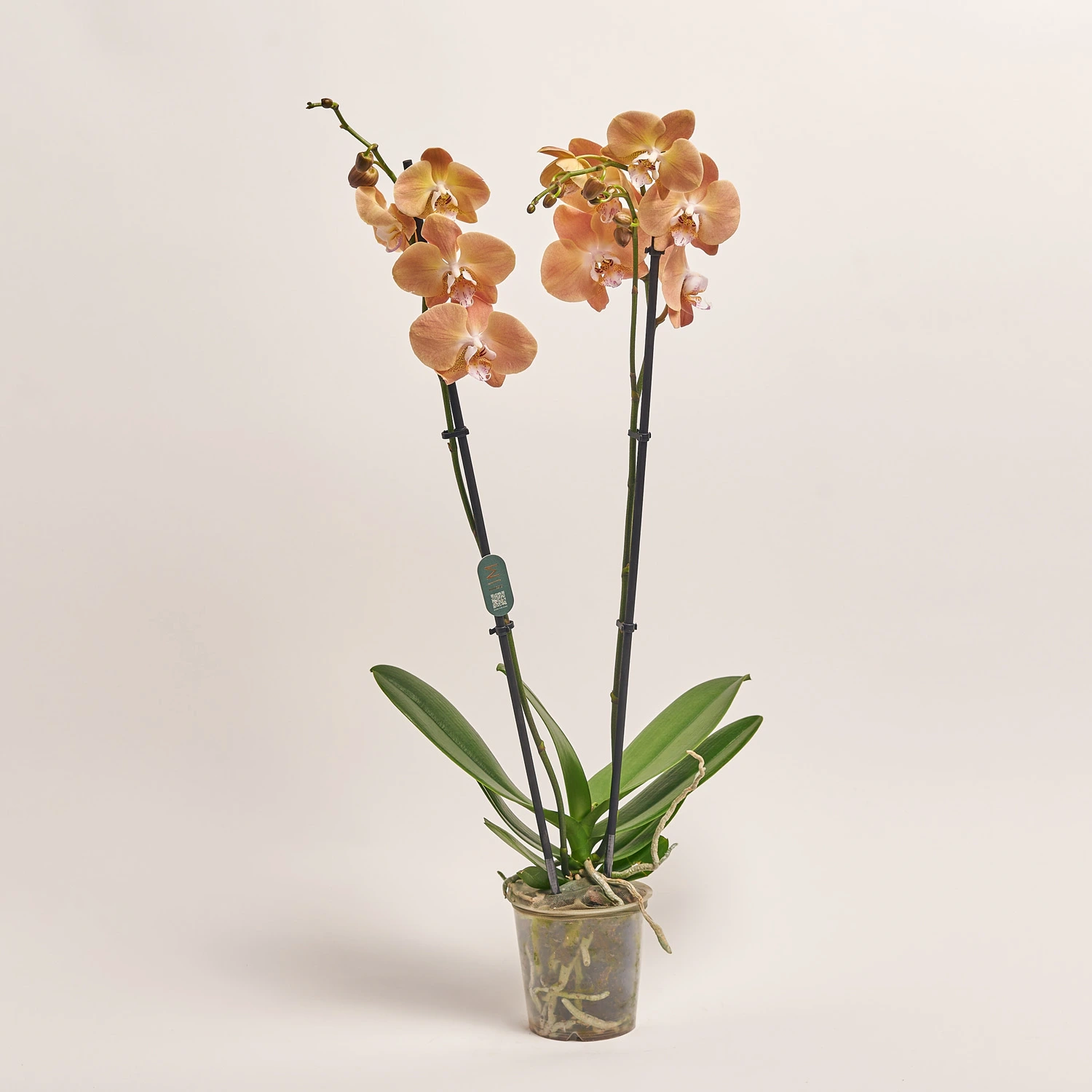 Зображення товару Фаленопсис 2ст. Мімесіс мікс, артикул: 33021