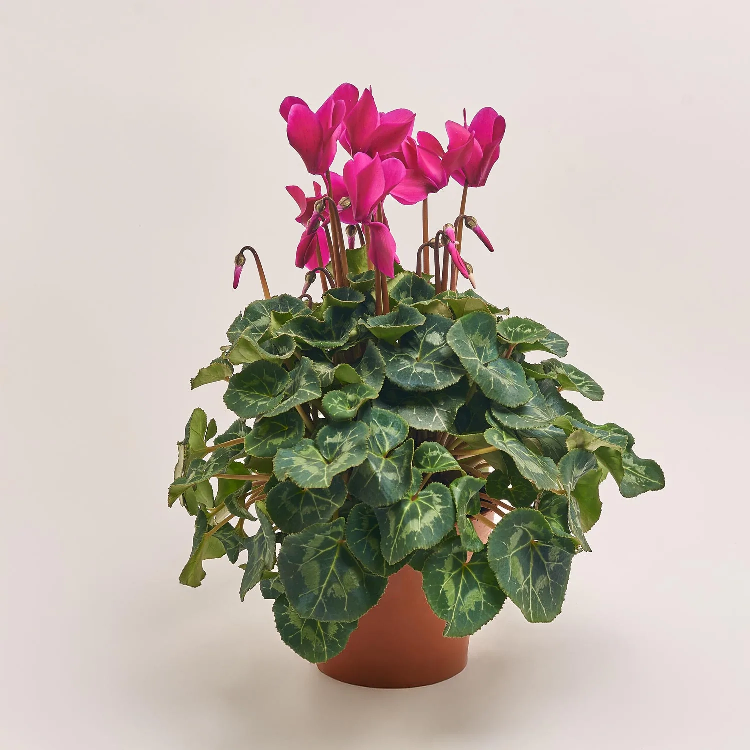 Зображення товару Цикламен XL бордовий, артикул: 53271