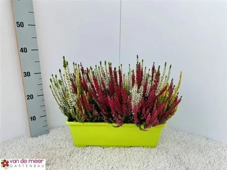 Зображення товару Калуна Кватро, артикул: 52520