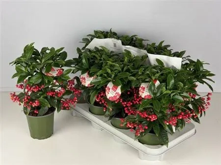 Ардізія Крената Преміум Джингл, артикул: 53414 Зображення товару Ардізія Крената Преміум Джингл, артикул: 53414