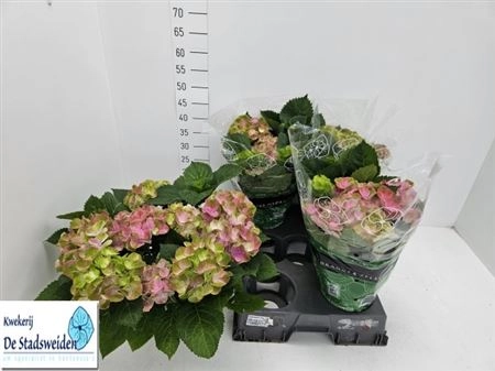 Зображення товару Гортензія рожево-зелена 8ст., артикул: 38143