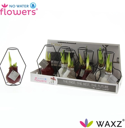 Амариліс "Класік Формз" у воску, артикул: 53630 Зображення товару Амариліс "Класік Формз" у воску, артикул: 53630