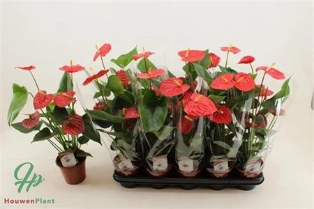 Зображення товару Антуріум Есудо, артикул: 1177