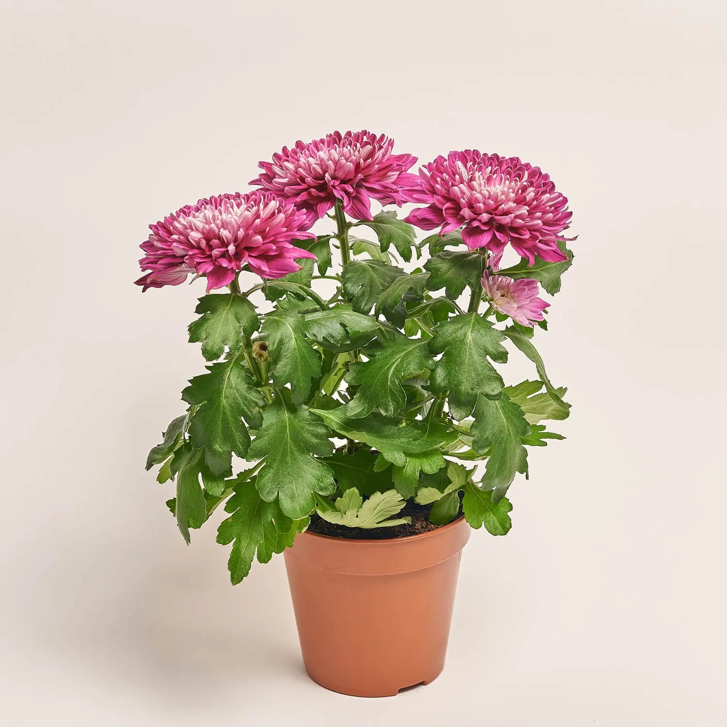 Хризантема Зембла мікс Decorum, артикул: 50649 Зображення товару Хризантема Зембла мікс Decorum, артикул: 50649