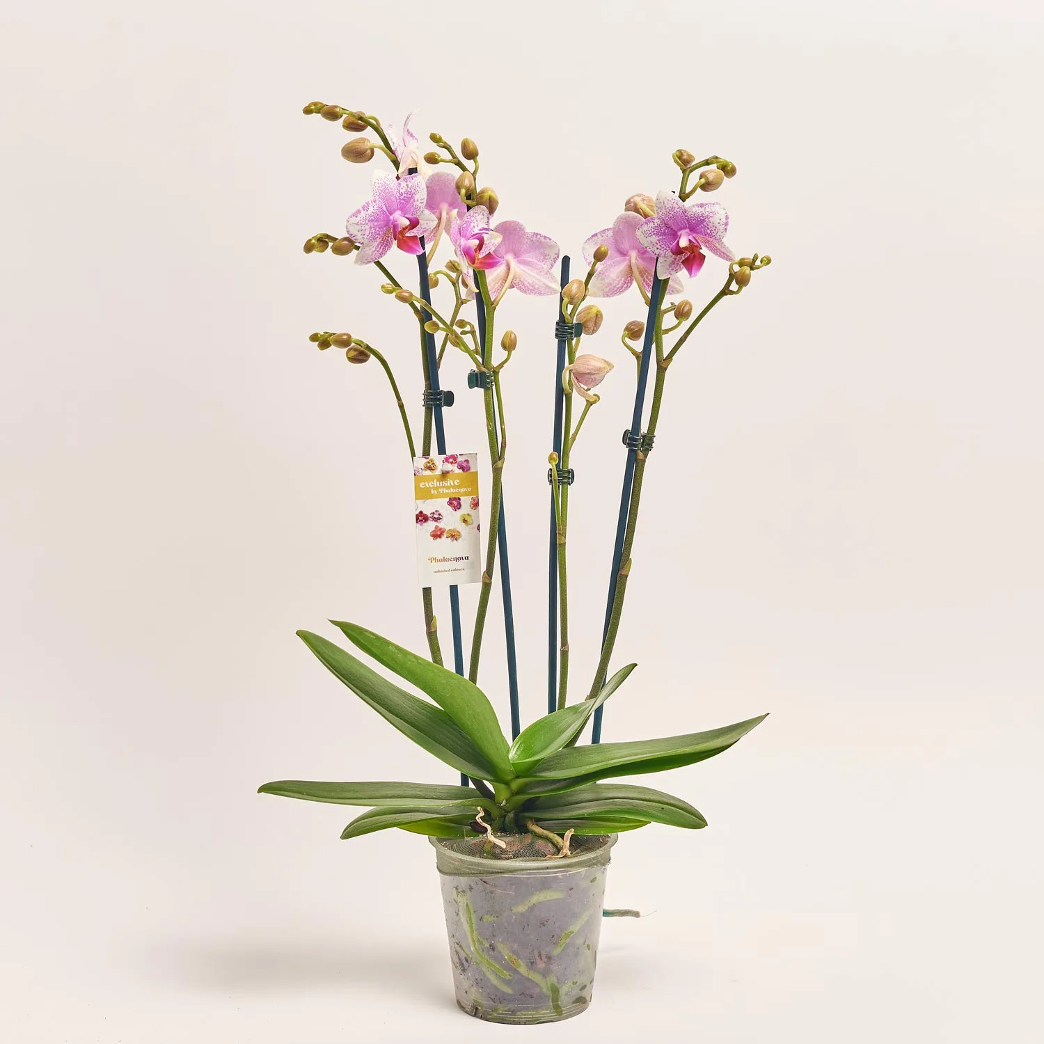 Зображення товару Фаленопсис "Ротердам" 3ст., артикул: 51626