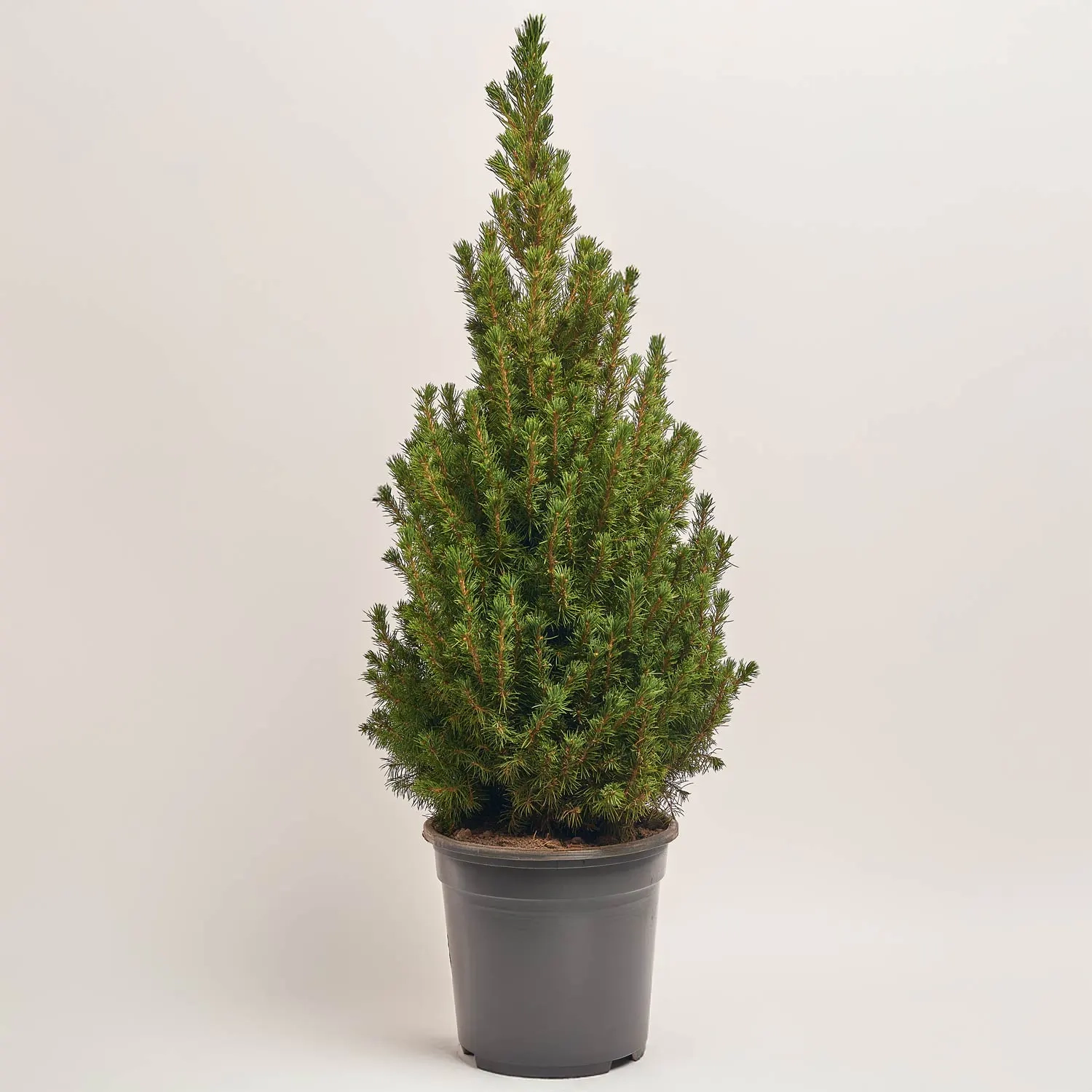 Зображення товару Ялина Коніка, артикул: 53879