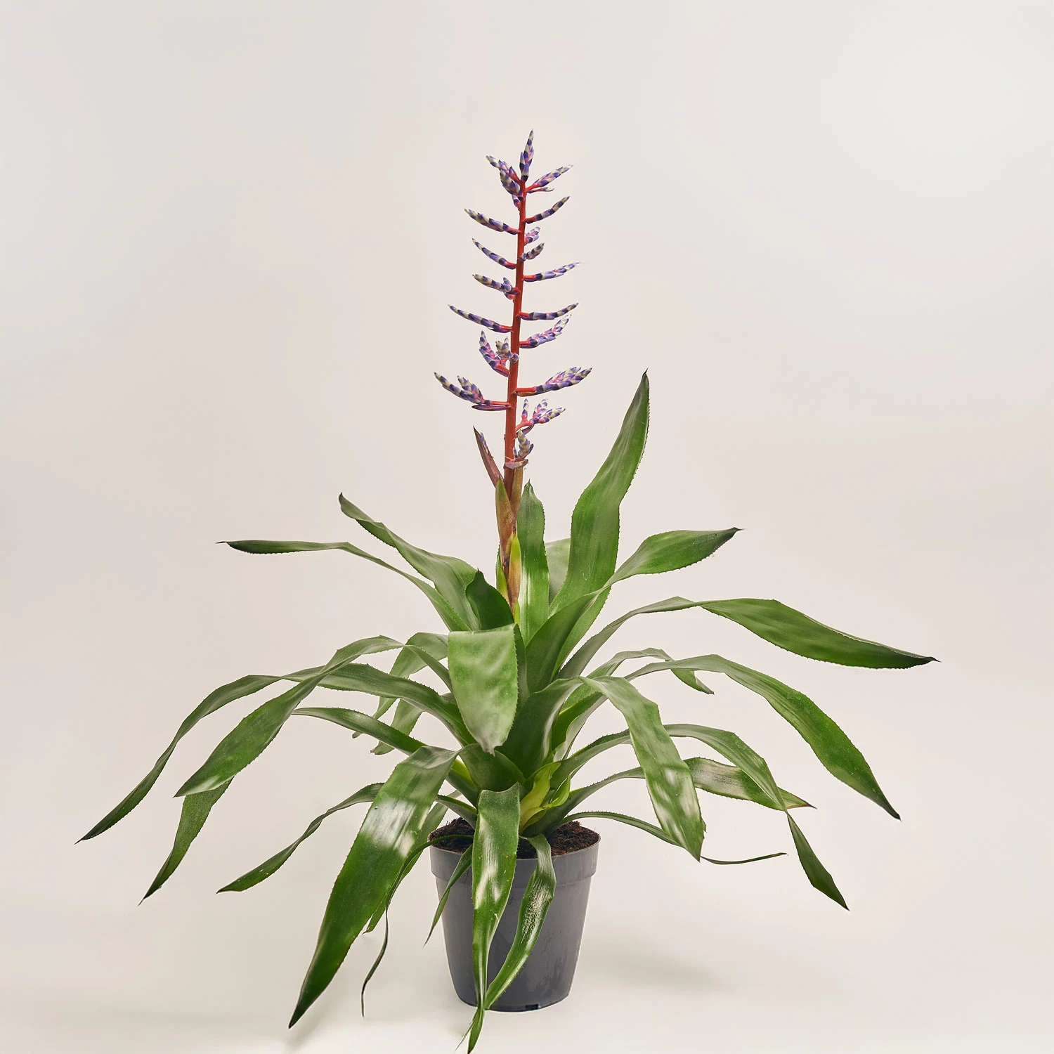 Ехмея Блу Рейн, артикул: 3641 Зображення товару Ехмея Блу Рейн, артикул: 3641