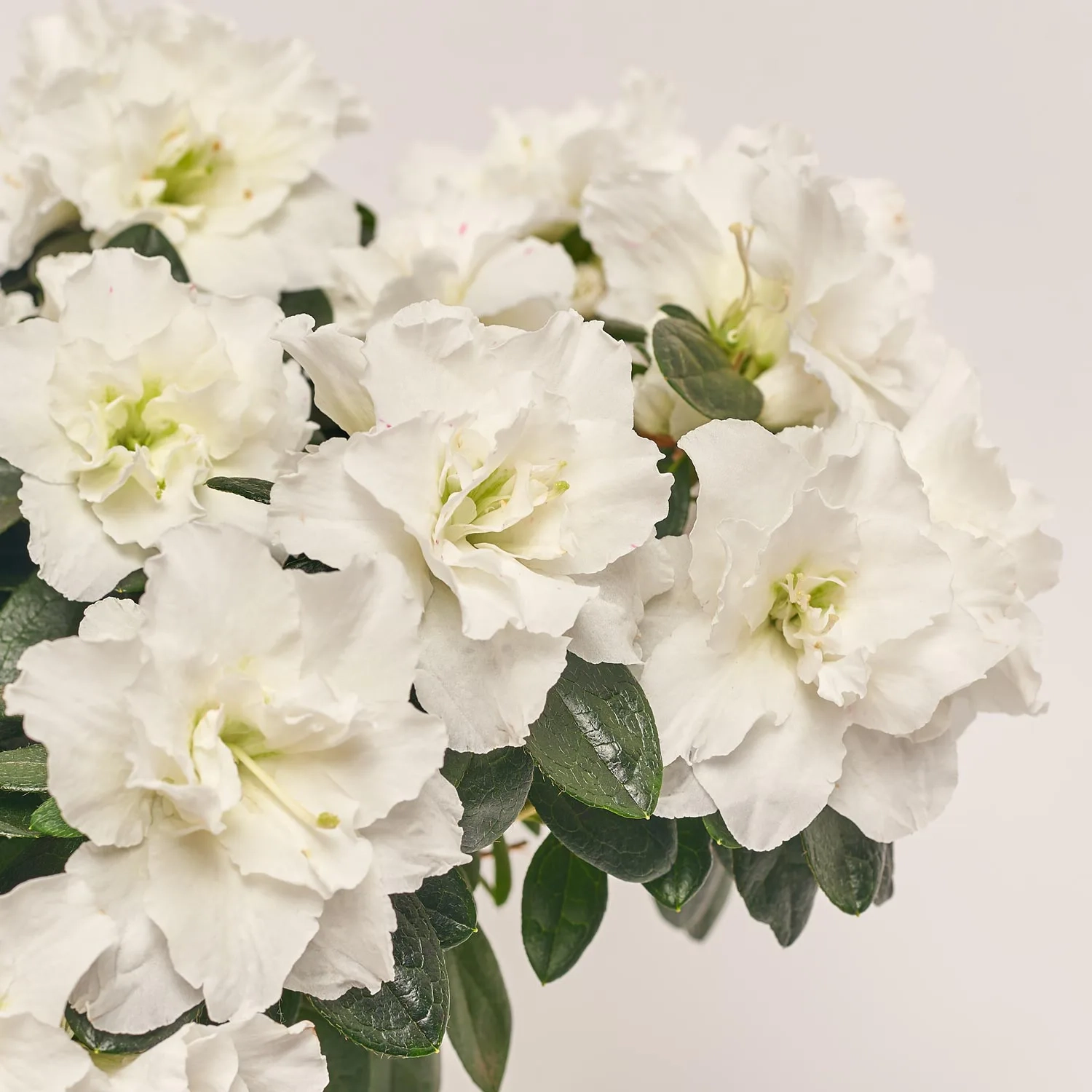 Азалія мікс, артикул: 19316 Зображення товару Азалія мікс, артикул: 19316