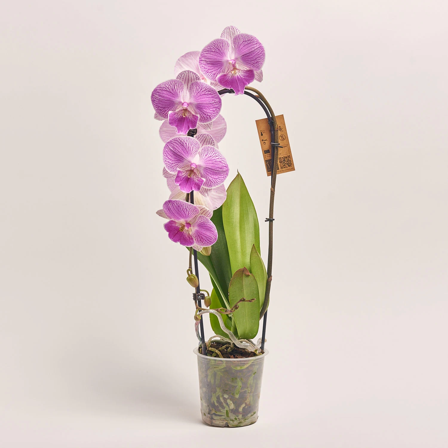 Зображення товару Фаленопсис каскад 1ст. мікс, артикул: 19689