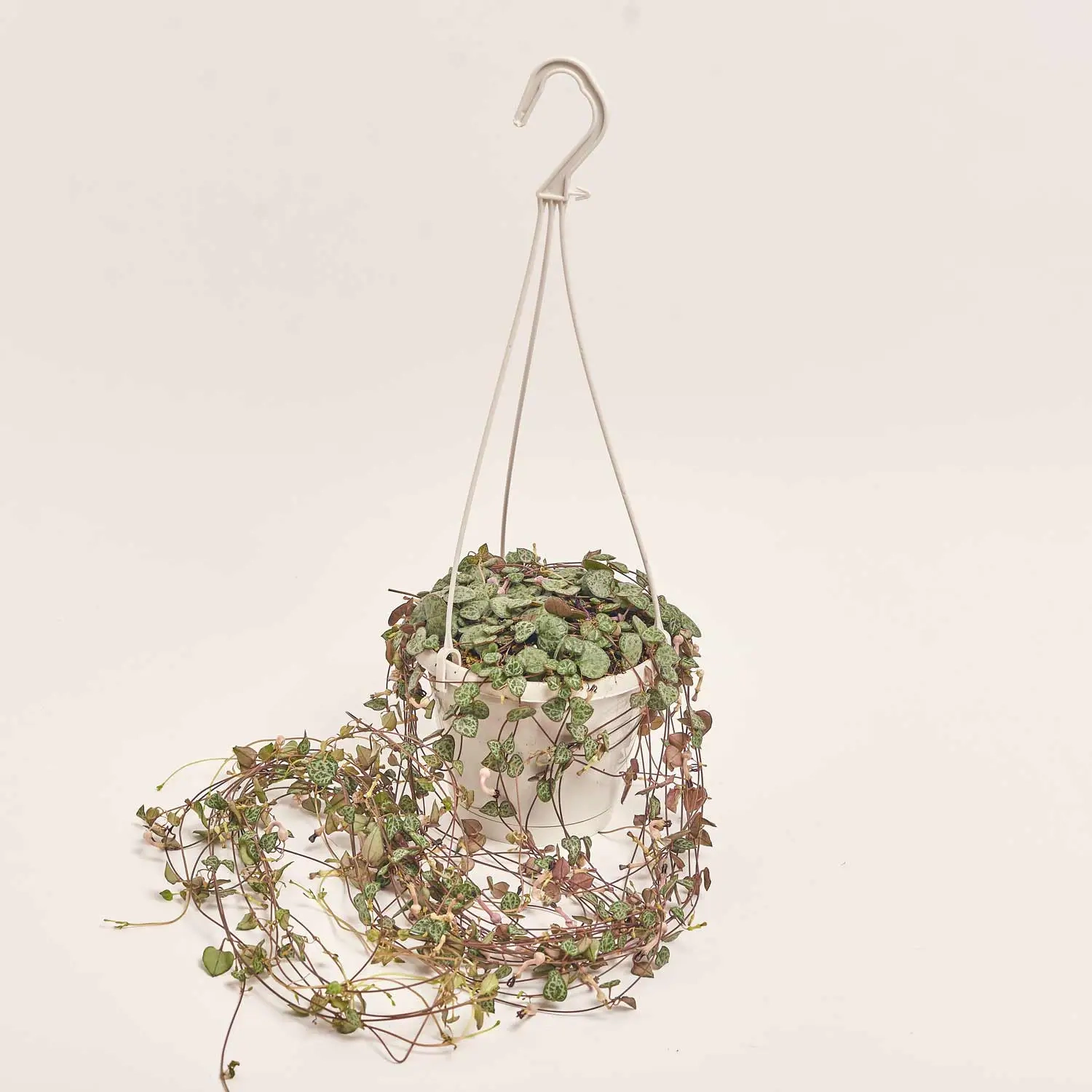 Зображення товару Церопегія Вуді, артикул: 51741