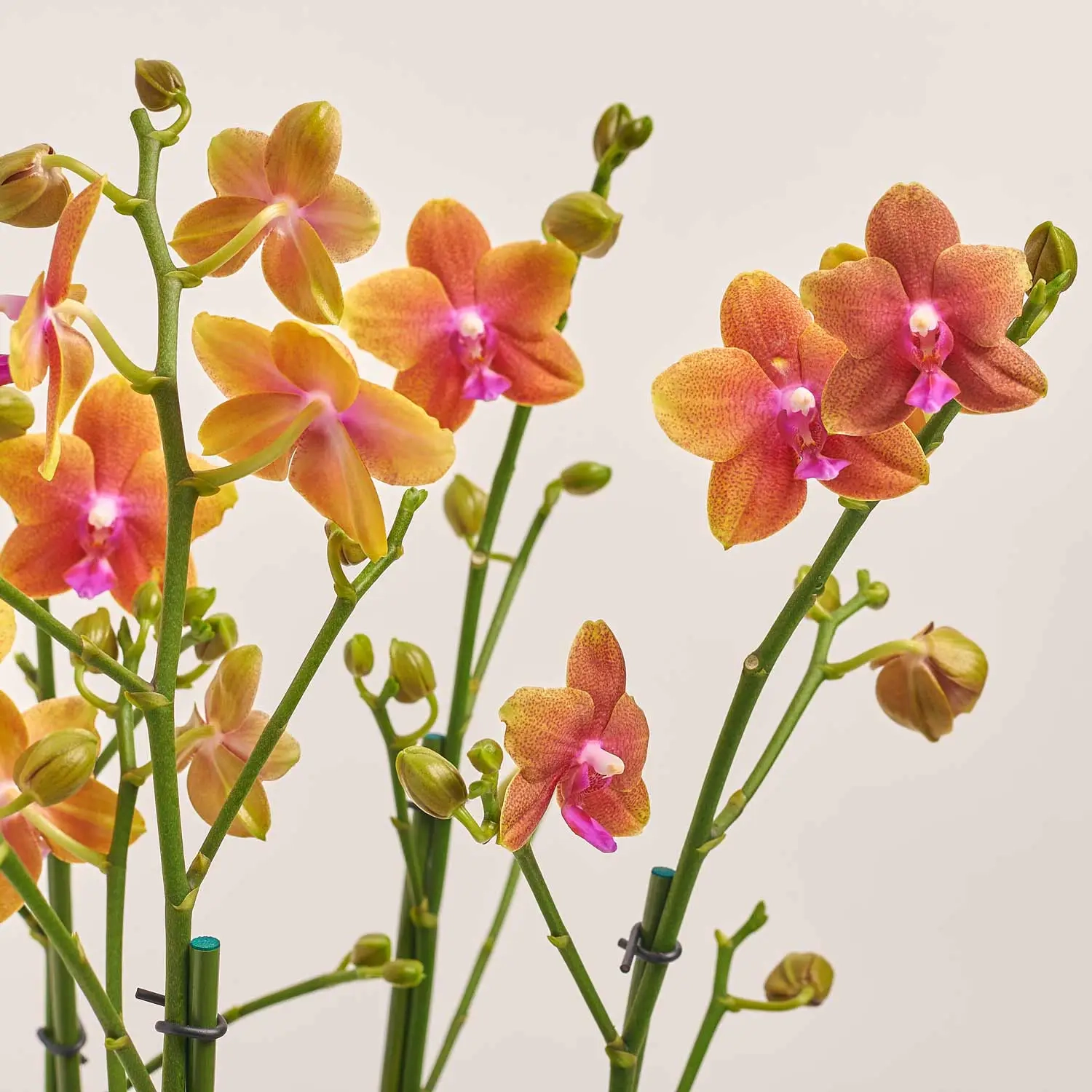 Зображення товару Фаленопсис "Дуетто Болгері" 4ст., артикул: 52758