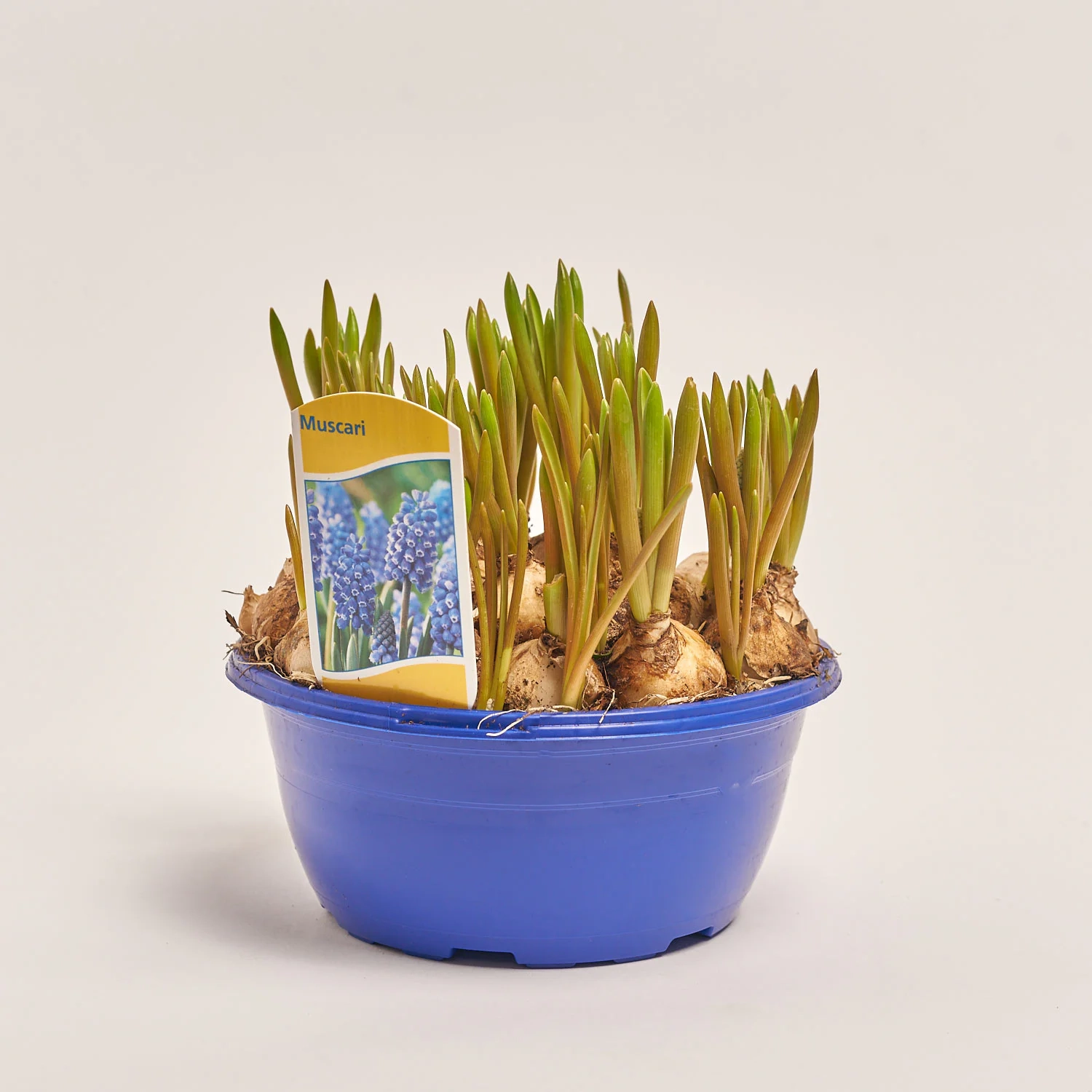 Зображення товару Мускарі Атлантик, артикул: 55298