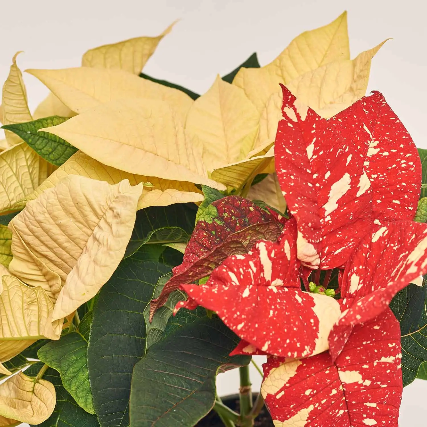 Пуансетія Супер Глітер, артикул: 43435 Зображення товару Пуансетія Супер Глітер, артикул: 43435