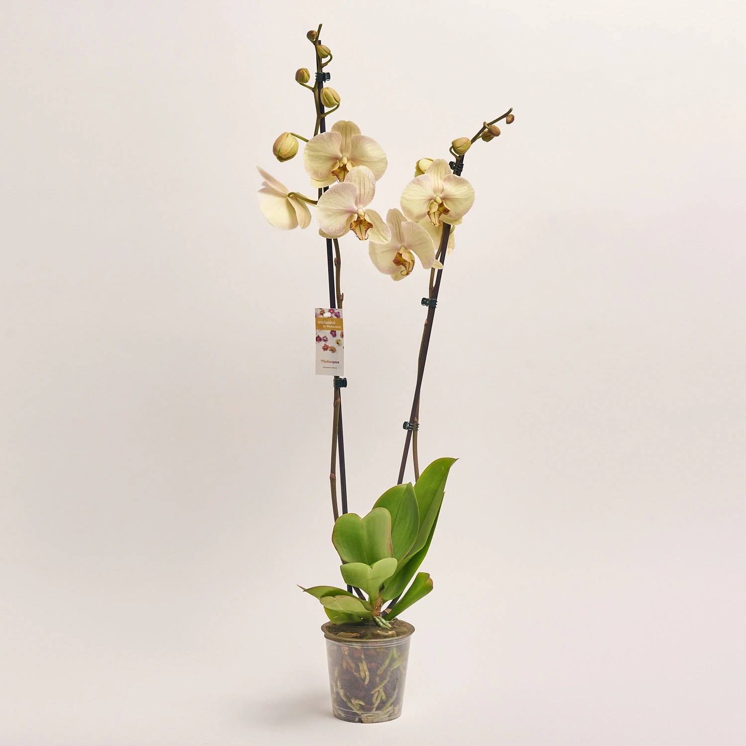 Зображення товару Фаленопсис 2ст. мікс, артикул: 18519