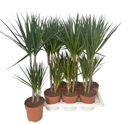 Зображення товару Драцена Маргіната 2ст., артикул: 54863