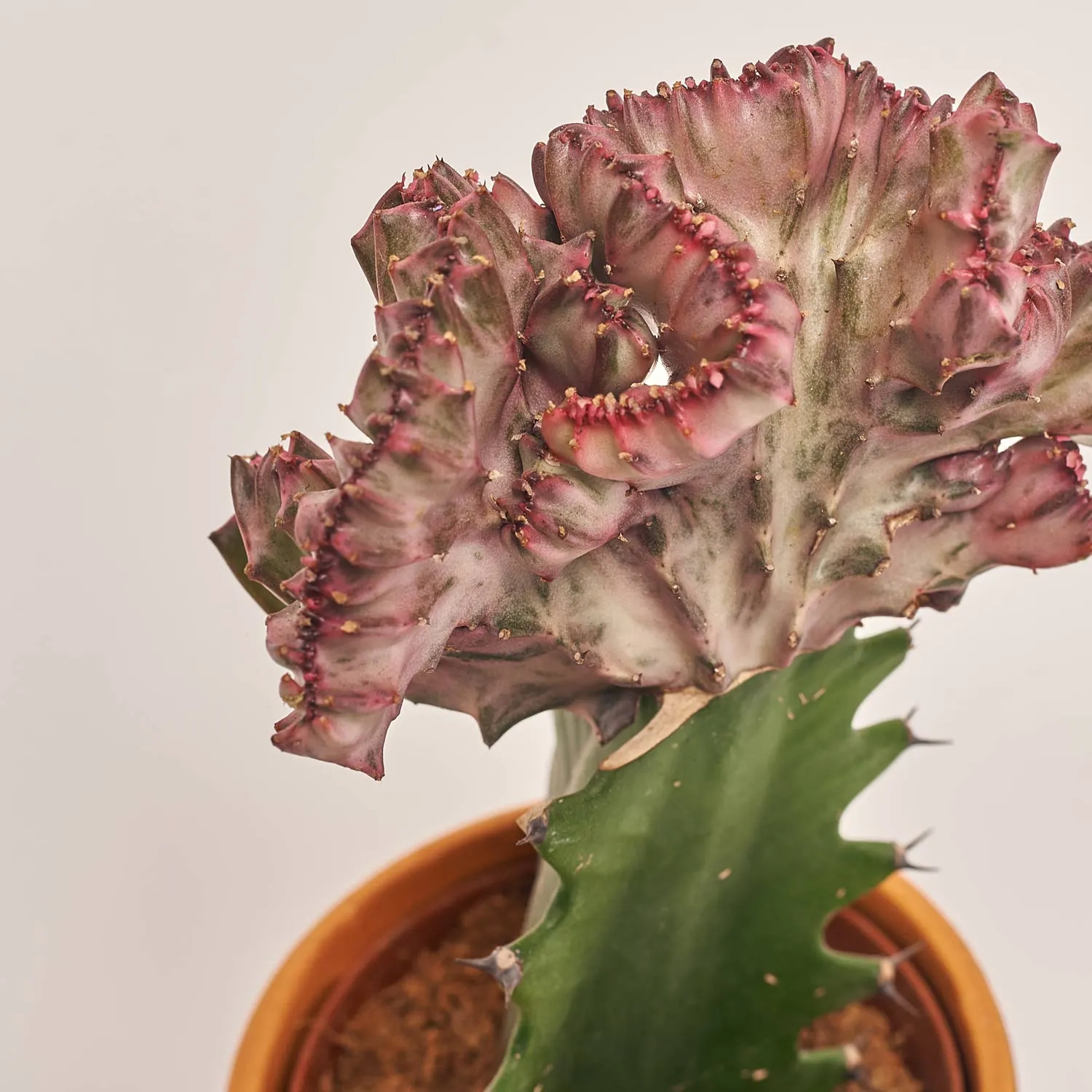 Еуфорбія Лактея Крістата в кер., артикул: 30796 Зображення товару Еуфорбія Лактея Крістата в кер., артикул: 30796