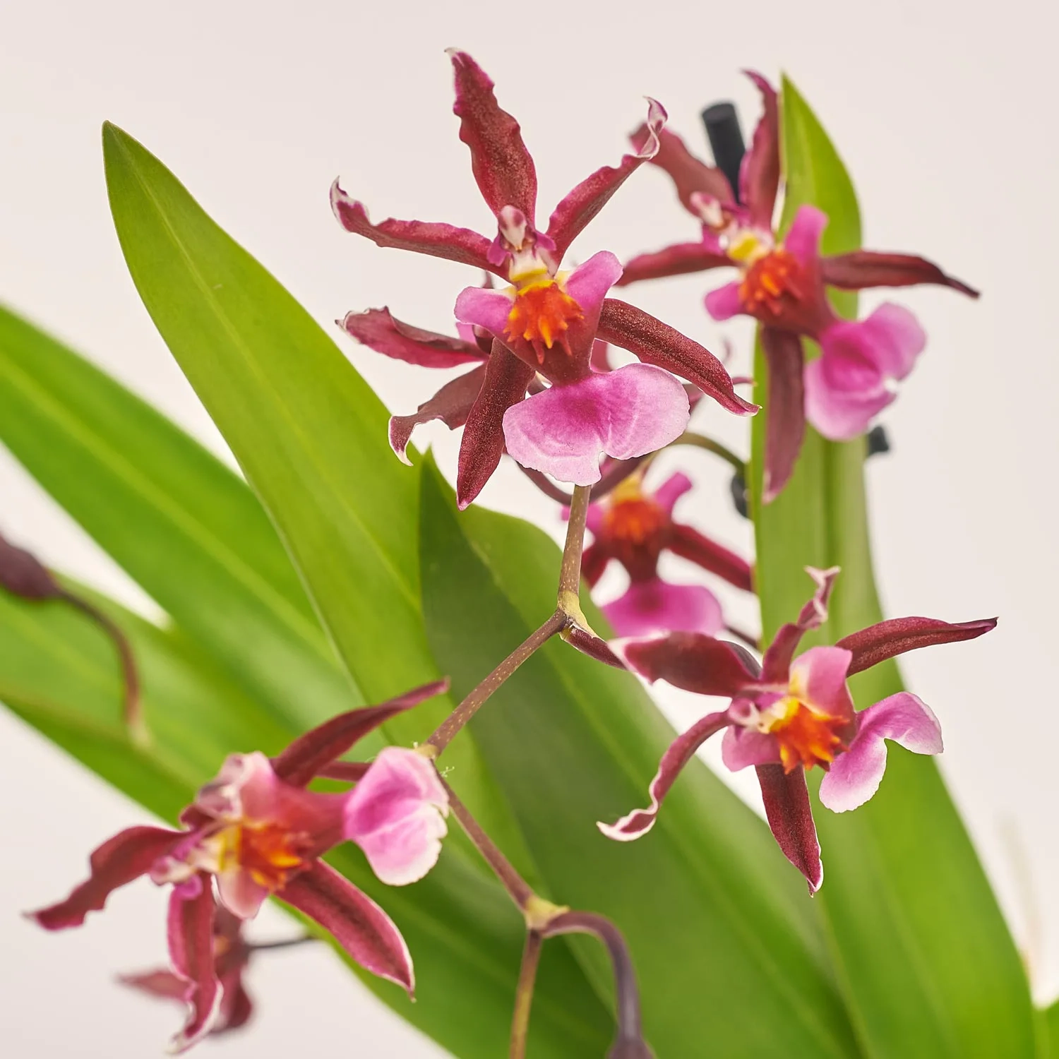 Камбрія мікс 2ст., артикул: 52502 Зображення товару Камбрія мікс 2ст., артикул: 52502