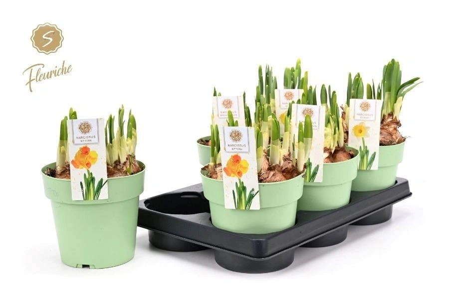 Зображення товару Нарцис мікс, артикул: 57142