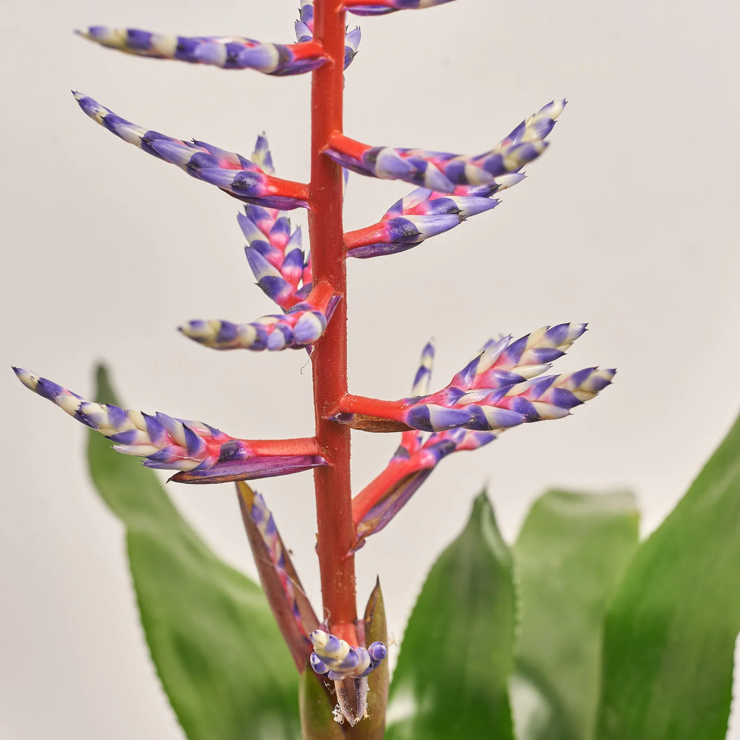 Ехмея Блу Рейн, артикул: 3641 Зображення товару Ехмея Блу Рейн, артикул: 3641