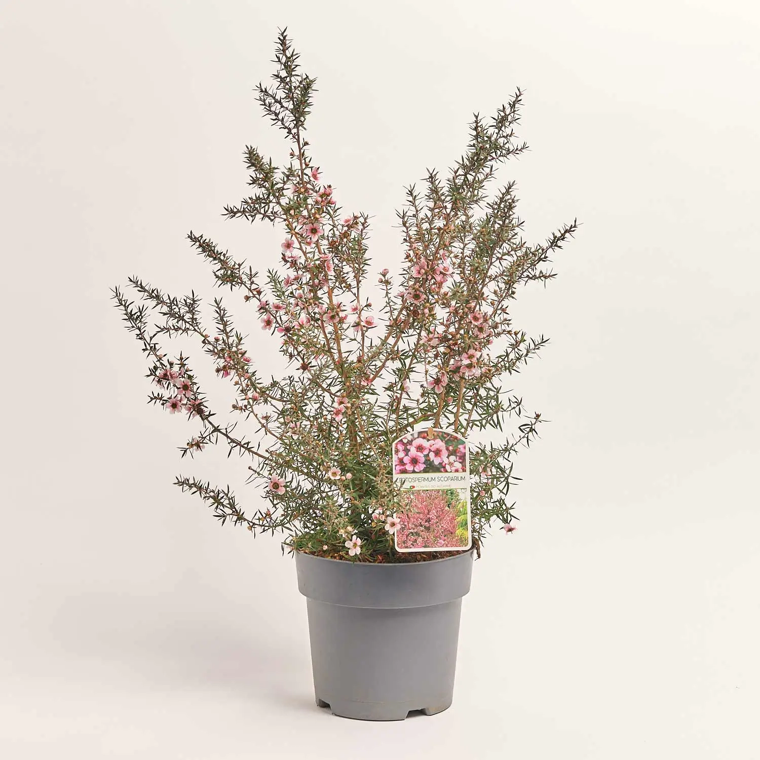 Зображення товару Лептоспермум Скопаріум, артикул: 35837