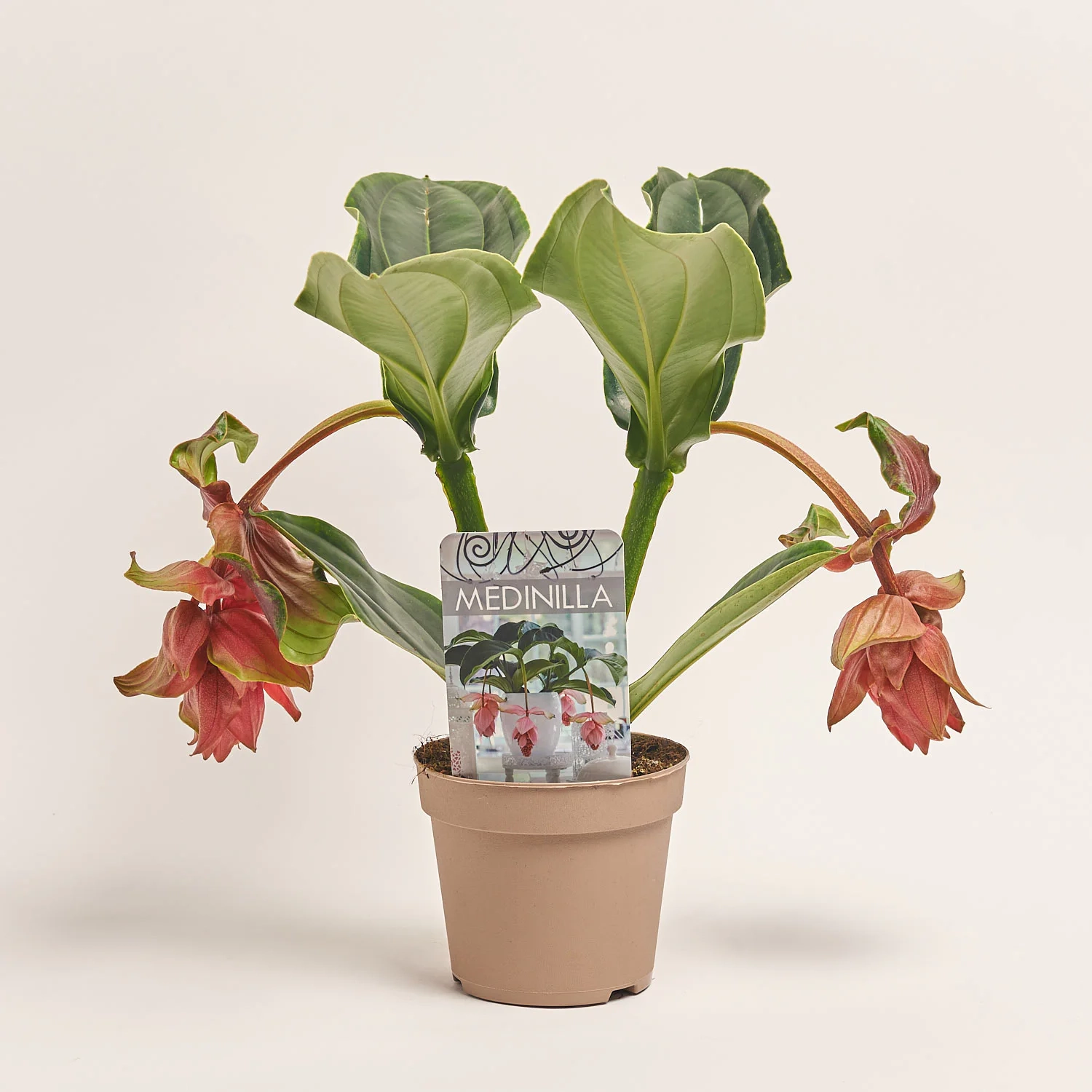 Зображення товару Медініла Дольче Росса, артикул: 1272