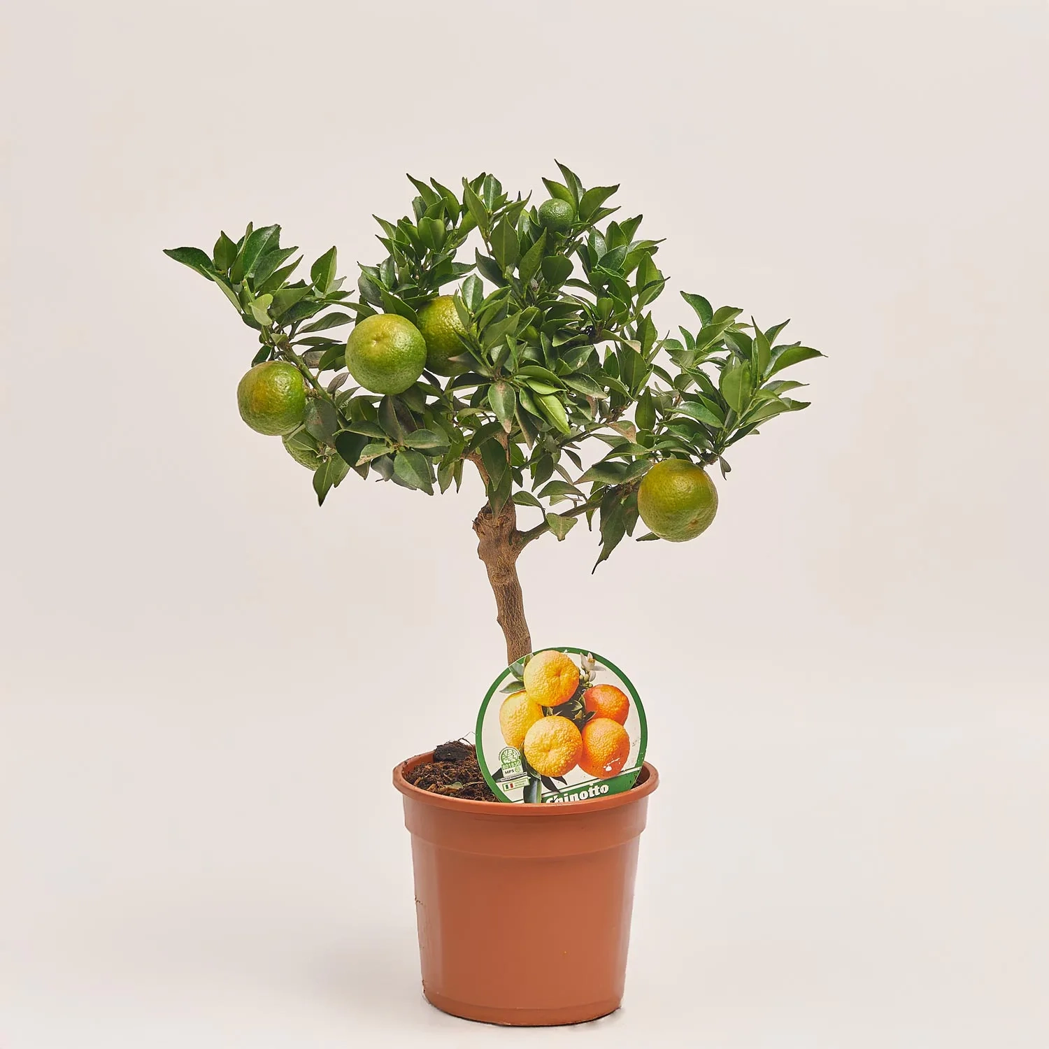 Зображення товару Цитрофортунелла Чінотто мандарин, артикул: 53911