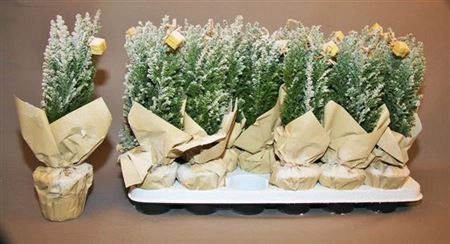 Зображення товару Кипарис Елвуді Декор, артикул: 31564