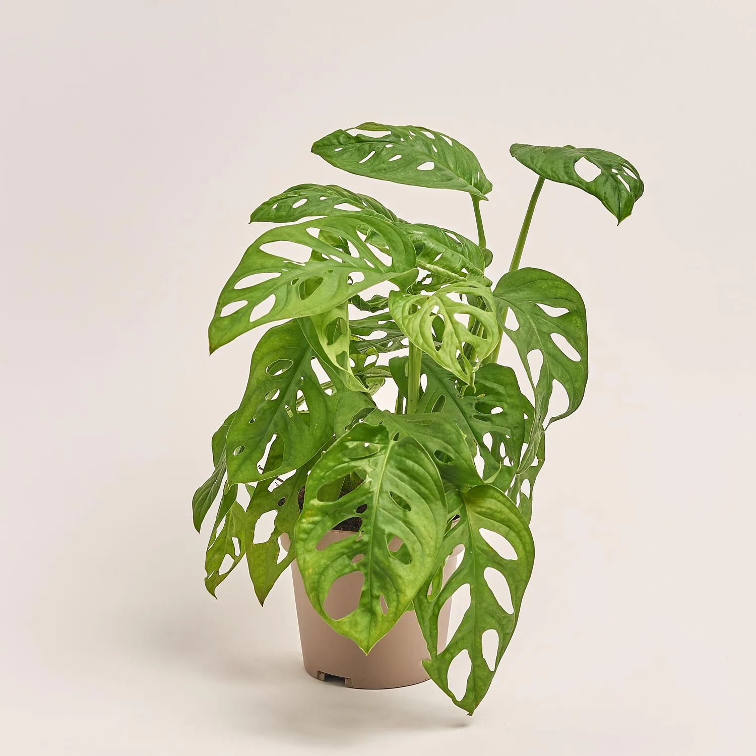 Зображення товару Монстера Адансона, артикул: 18079