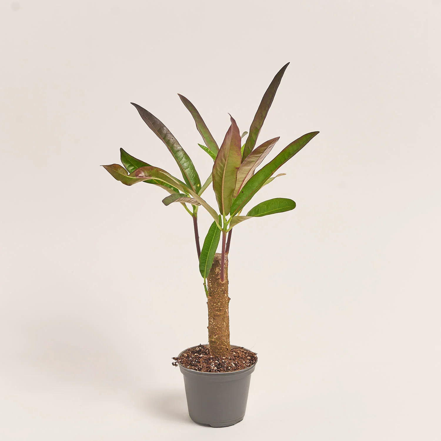 Кодіум Мікс, артикул: 52078 Зображення товару Кодіум Мікс, артикул: 52078