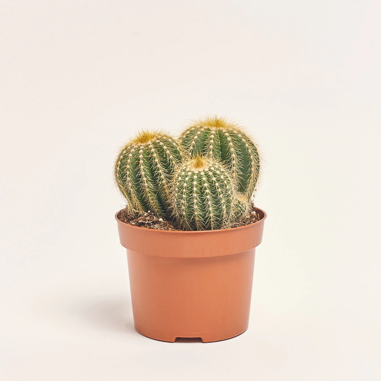 Зображення товару Нотокактус Варассі, артикул: 33837