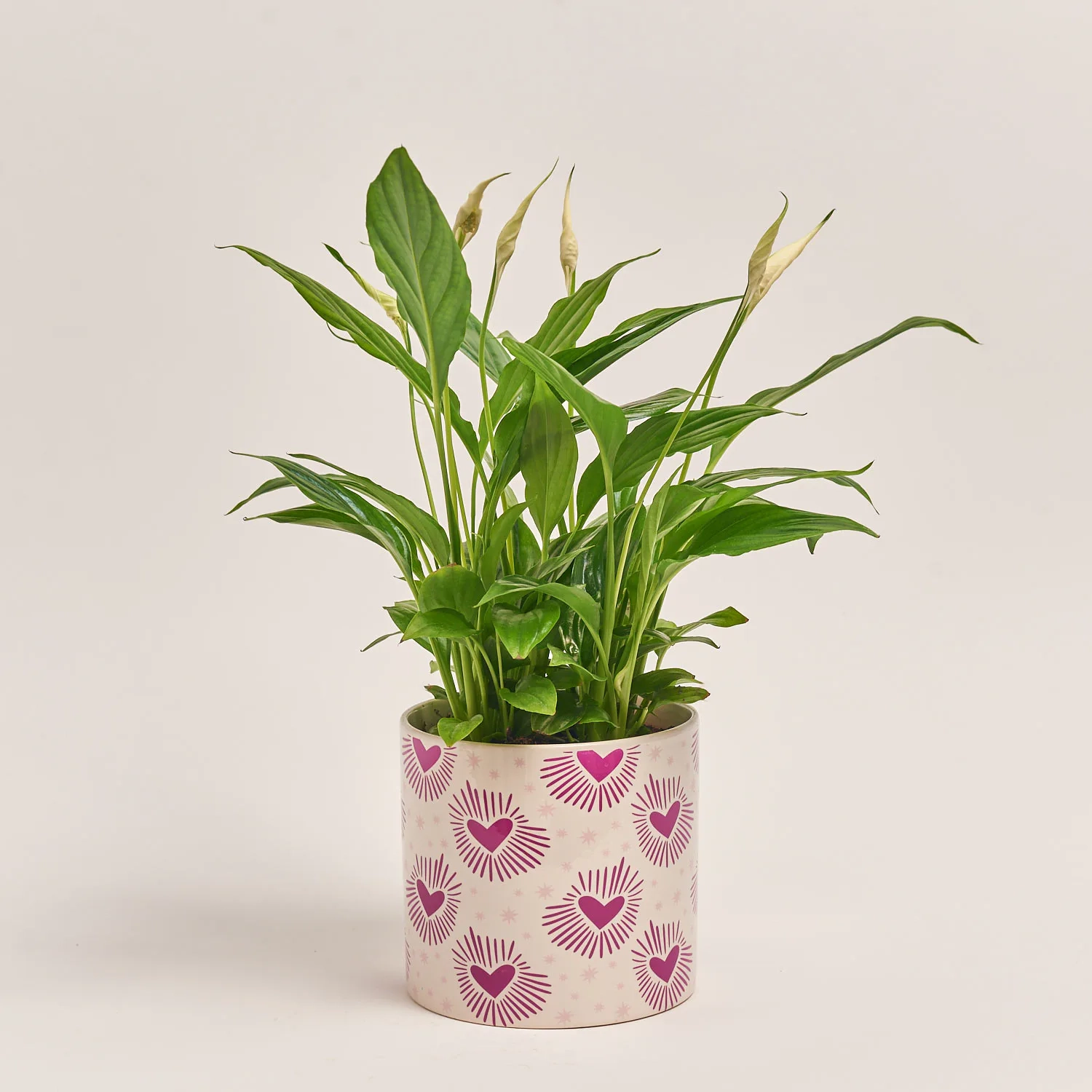 Зображення товару Спатифіллум Белліні в кер., артикул: 26369