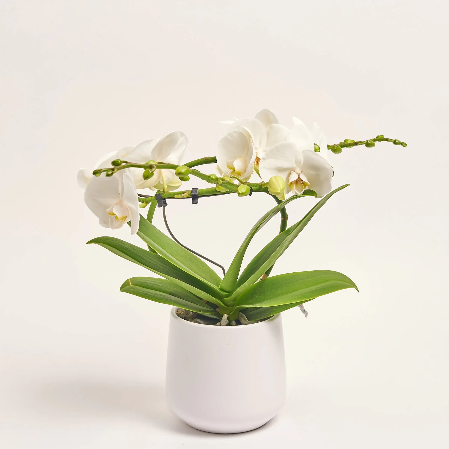 Зображення товару Фаленопсис "Діоро" 2ст. в кер., артикул: 56341