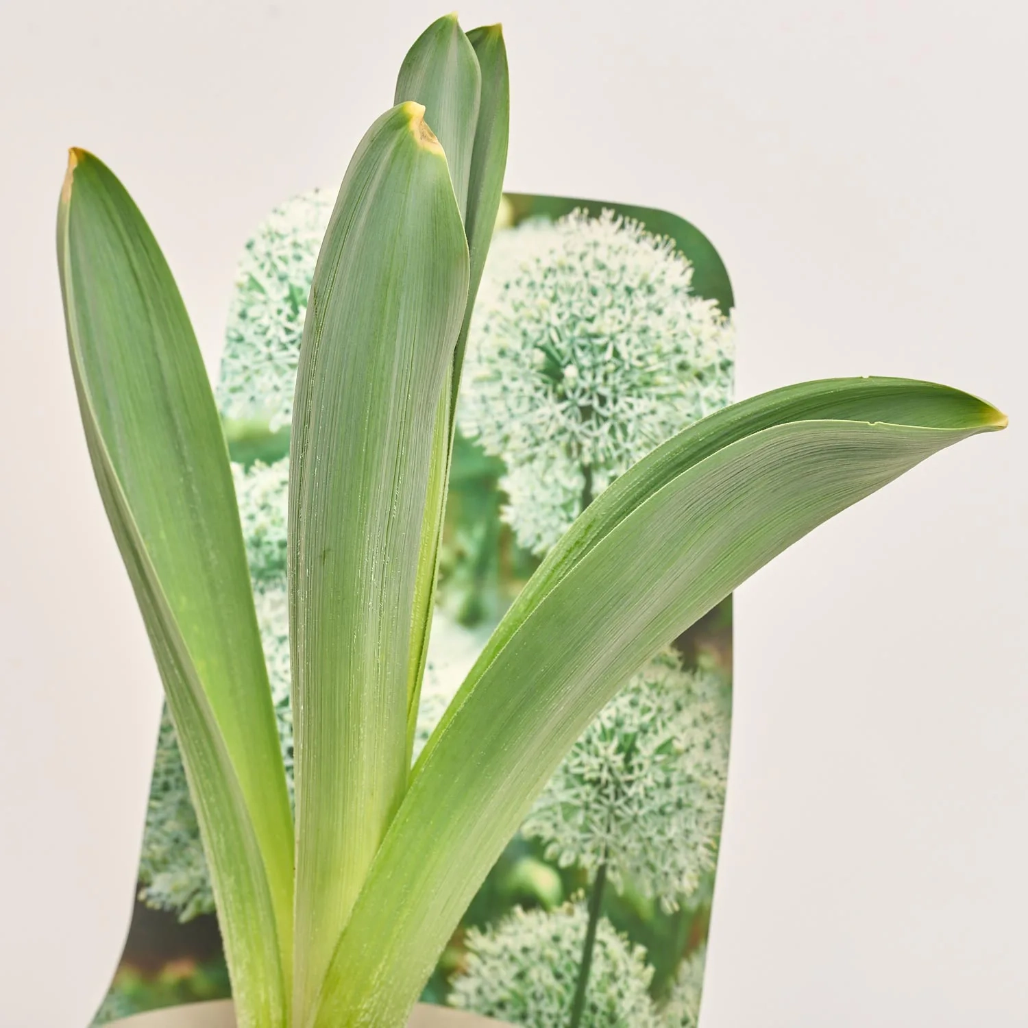 Зображення товару Алліум мікс, артикул: 57096