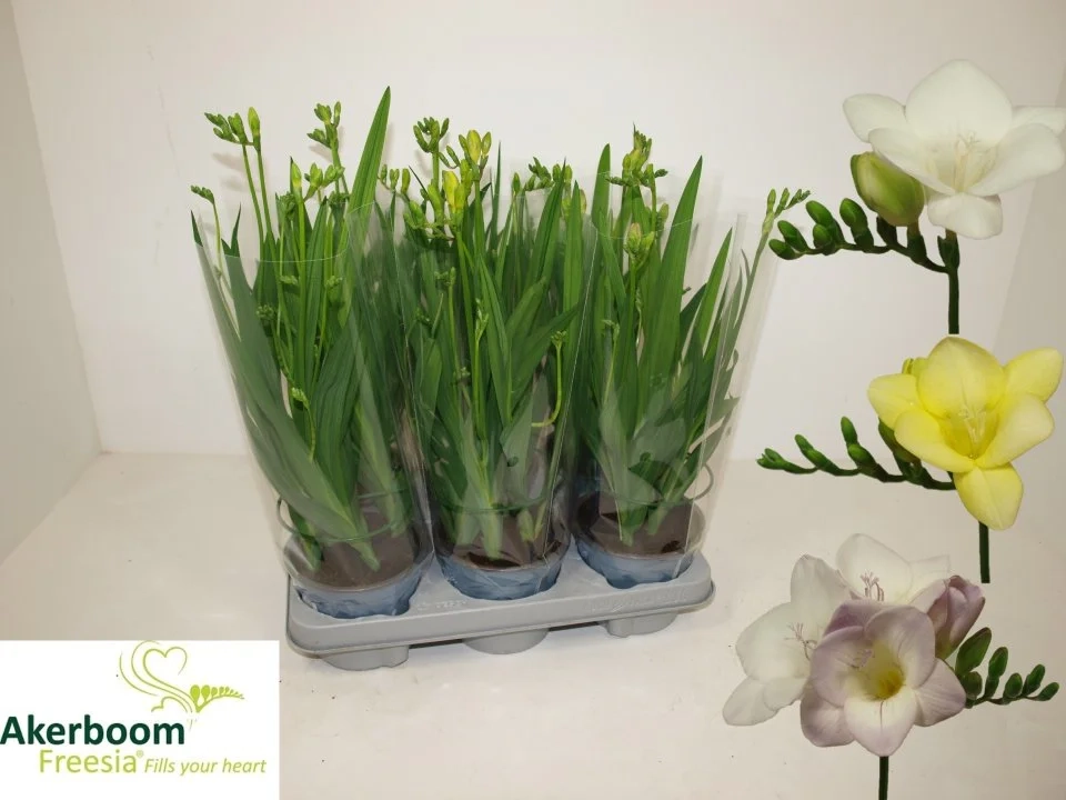 Зображення товару Фрезія мікс, артикул: 57686