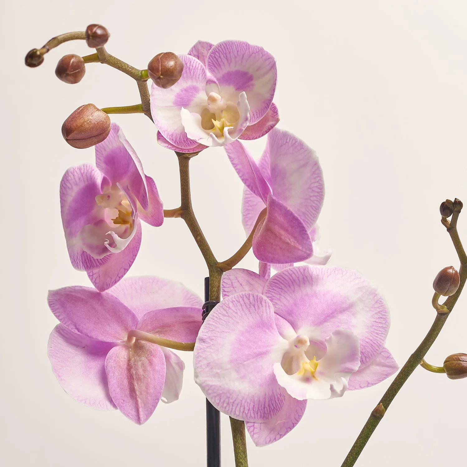 Фаленопсис 1ст. мікс, артикул: 18850 Зображення товару Фаленопсис 1ст. мікс, артикул: 18850