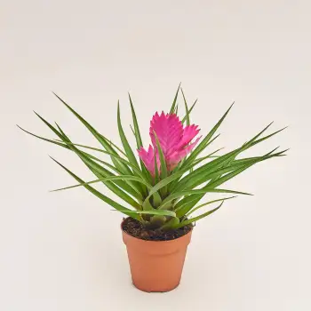 Тілландсія - Купити з доставкою по Києву та області на Flowerpot