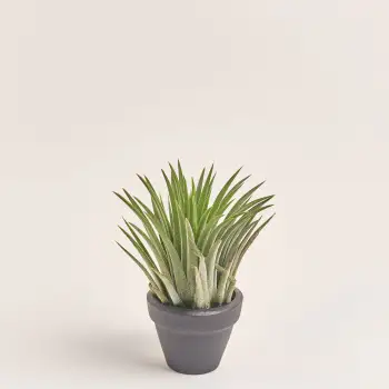 Тілландсія - Купити з доставкою по Києву та області на Flowerpot