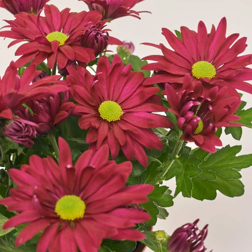 Хризантема Маргаріта, артикул: 37720 Зображення товару Хризантема Маргаріта, артикул: 37720