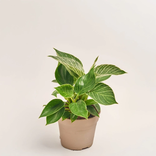 Філодендрон Біркін, артикул: 31128 Зображення товару Філодендрон Біркін, артикул: 31128