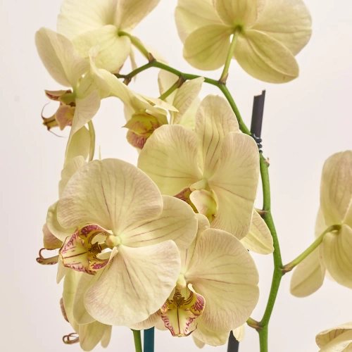 Фаленопсис 2ст. мікс, артикул: 18519 Зображення товару Фаленопсис 2ст. мікс, артикул: 18519