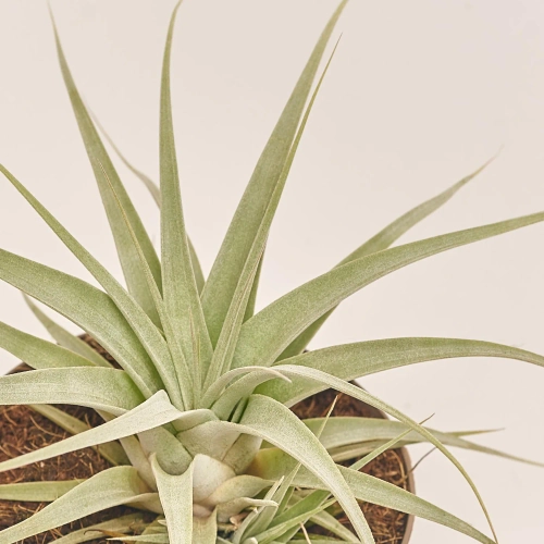 Зображення товару Тілландсія Ксерографіка, артикул: 53074