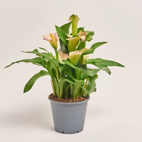 Зображення товару Зантедескія мікс, артикул: 34092