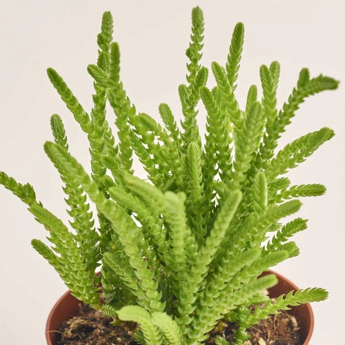 Зображення товару Сукулент мікс, артикул: 2166